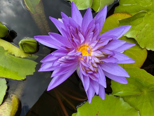 Nyphaea king siam - „king, siam“