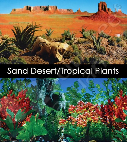 Reptile terrarium desert - reptile,