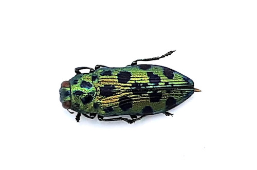 Buprestidae ovalisia a1 - buprestidae,,