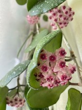 Hoya obovata spläsch - 🌻,