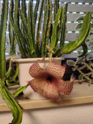 Stapelia gigantea aasblume - stapelia,