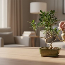 Ficus Retusa Bonsai Tree 10"H