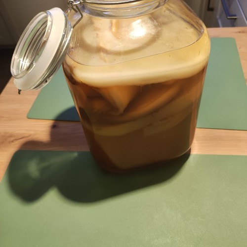 Kombucha pilz für - (scoby),