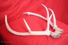 Goßes Hirschgeweih auf Holzplatte / Gehörne / Kapiltales Wildgeweih / Geweih II