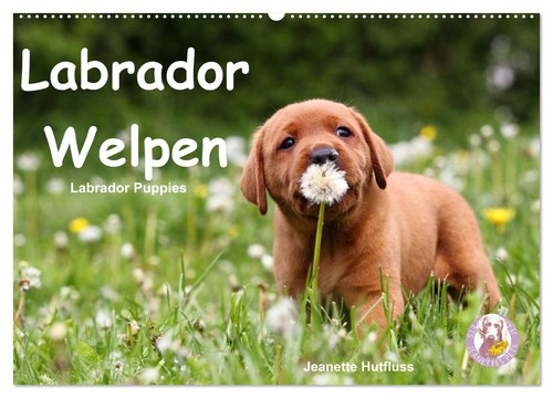 Labrador welpen - labrador,