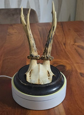 Rehbock Gehörn,Rehgeweih, Trophäe Rehgehörn mit Trophäenbrett 27,5 cm. 1936-1943