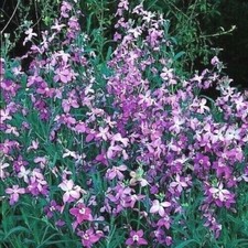 Abendlevkoje Matthiola
