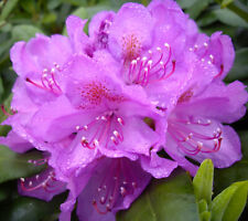 Rhododendron Hybride  "