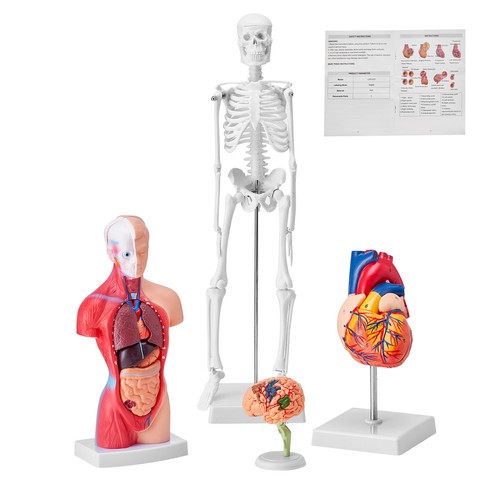 Vevor menschliche anatomie - vevor,