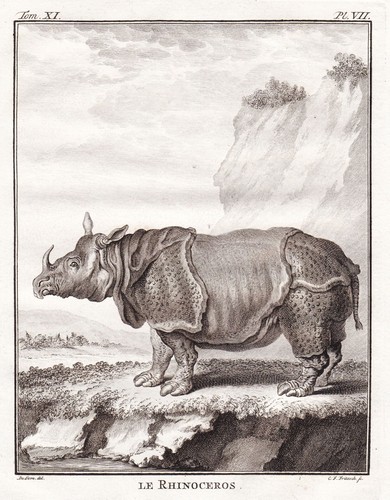 Nashorn nashörner rhinoceros - nashörner,