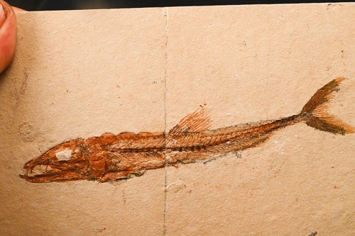 Fossiler fisch eurypholis - fisch,