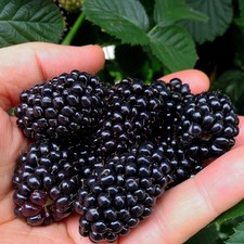 Dornenlose brombeere black - brombeere,