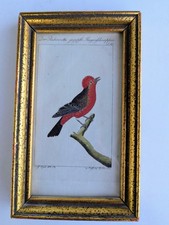 Gravure originale de Buffon