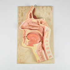 Somso Modell - Lehrmodell - Medianschnitt der Nasen-, Mund- und Rachenhöhle