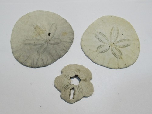Md390 set feine sanddollar - set,