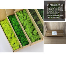 Konserviertes Rentiermoos