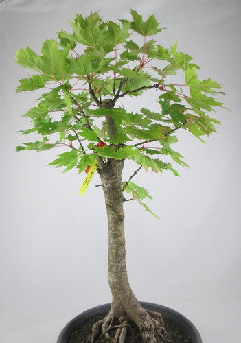 Bonsai spitzahorn acer - rk,