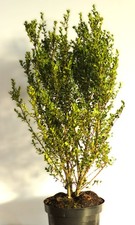 Japanische Stechpalme Ilex crenata Twiggy immergrün 25 - 30 cm