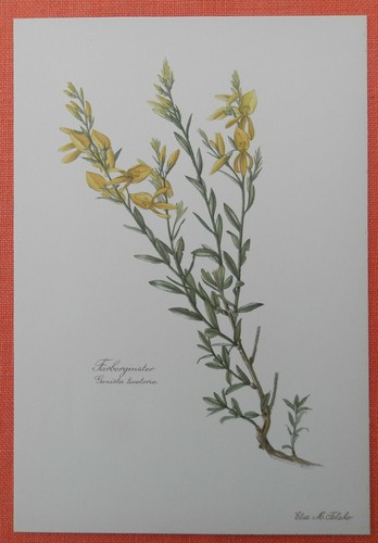 Färber ginster genista - ,