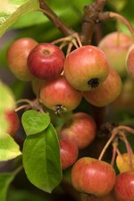 Malus 'Evereste' -R-