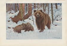 Braunbär (Ursus arctos) seltener Farbdruck von 1901 Wilhelm Kuhnert