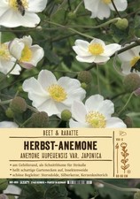 Anemone japonica "Andrea Arktinsosn", 9x9 cm Topf, Beetstaude