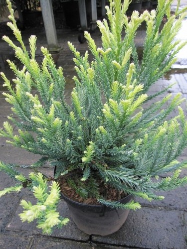 Sequoia sempervirens adpressa - sequoia,