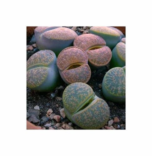 10x lithops lesliei albinica - 10x,