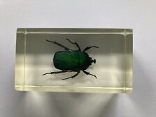 Japanischer Rosenkäfer Mini Biester Hachette echte Insekten Präparate in Acryl