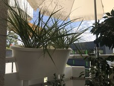 Blumentopf -Corsica Flower 60cm Weiß Geländerblumenkasten,Kübel,Gebracht wie Neu