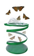 Hagemann Schmetterlings- und