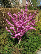 Kompakter Judasbaum `Avondale´, 60-80cm im 5L-Topf