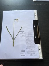 Herbarium mit 10 gepressten