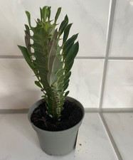 Euphorbia kantige wolfsmilch - euphorbia, 3