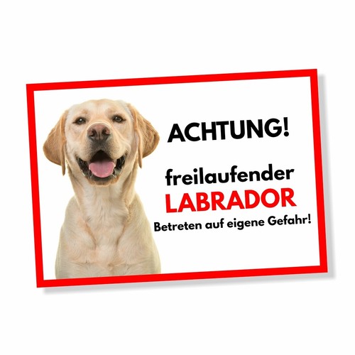 Labrador freilaufender hund - labrador,