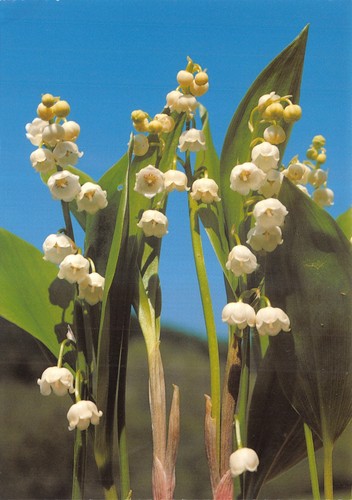 Blume der welt convallaria - der,
