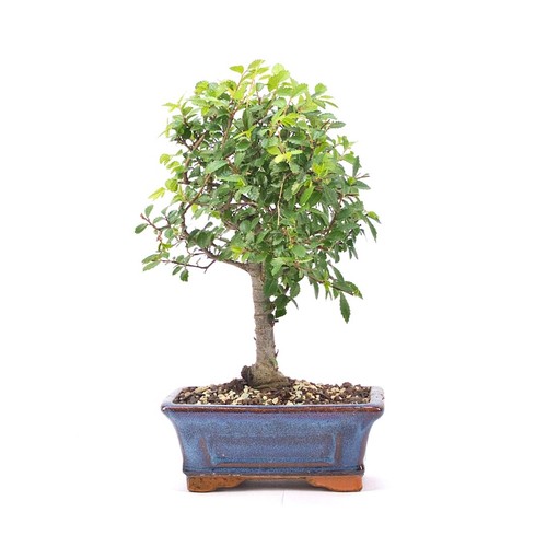 Bonsai chinesische ulme - bonsai,