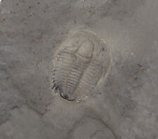 Trilobit, Modocia typicalis