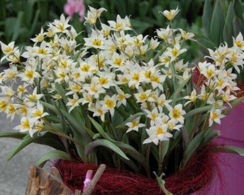 Botanische tulpen turkestanica - tulpen,
