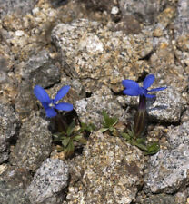 Frühlings Enzian - Schusternager - Gentiana angulosa