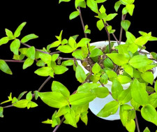 Callisia longifolia 3 Stecklinge, Ampelpflanze
