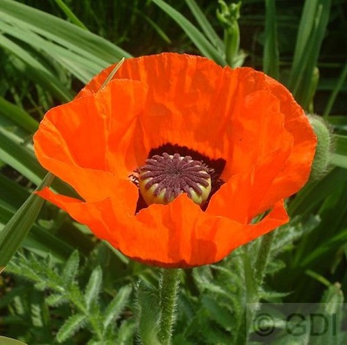 Türkischer mohn harvest moon - mohn,