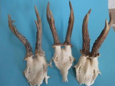 Rehstangen    Hirschhorn