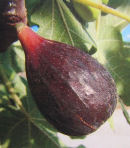 Ficus carica melanzana - carica, 'melanzana'