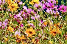 5000 Samen Schmuckkörbchen Cosmea Cosmos MIX Mischung Pink & Gelb 2 Sorten Eßbar