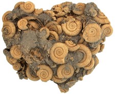 Lias Große Schaustufe mit Dactylioceras athleticum  Ammonit  Schlaifhausen FL-78