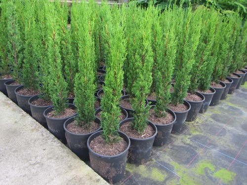 Cupressus sempervirens totem - sempervirens, 'totem'
