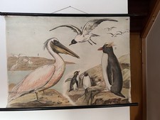 Schulwandkarte Vögel Pelikan