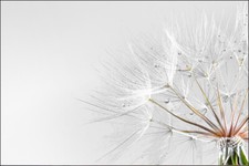 VINYL Fototapete XXL TAPETE