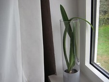 Hippeastrum -Amaryllis in Glasvase/ Zylindervase  40cmx10cm